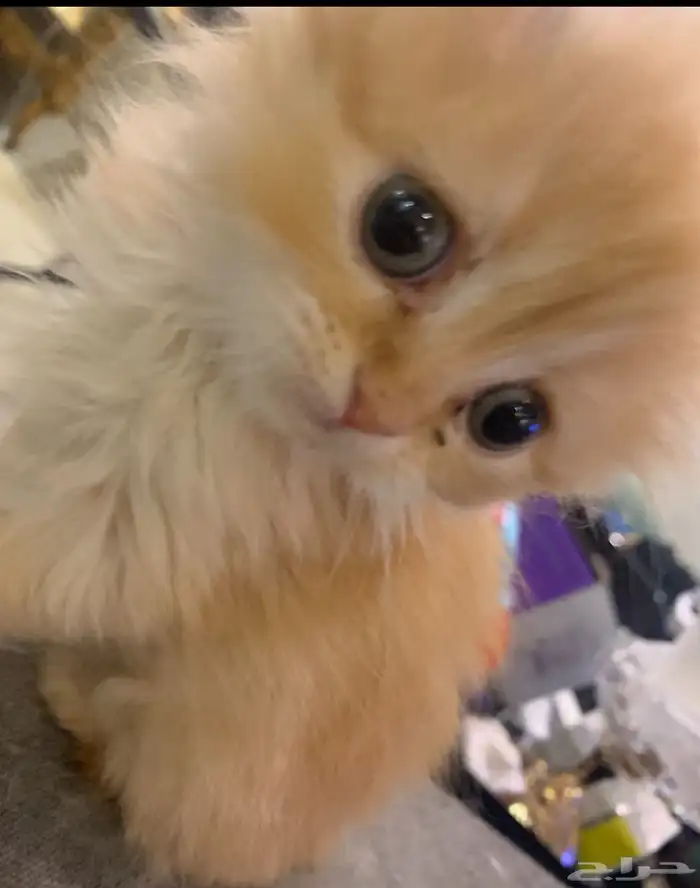 للبيع كتن بسعر معقول جدا 2