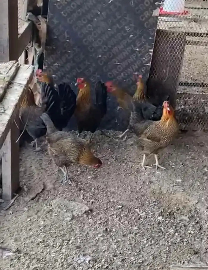 دجاج بلدي شمسي 3