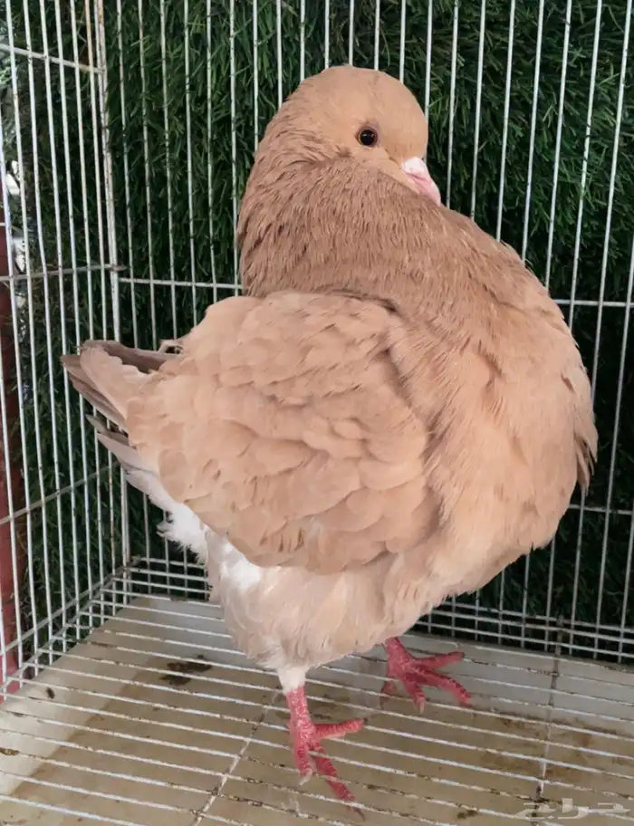 جوز كنق اصفر مدينا 2