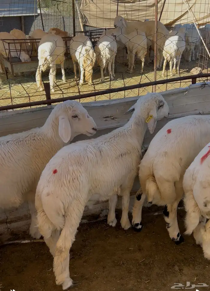 طليان حري ذبايح سعر جملة 1