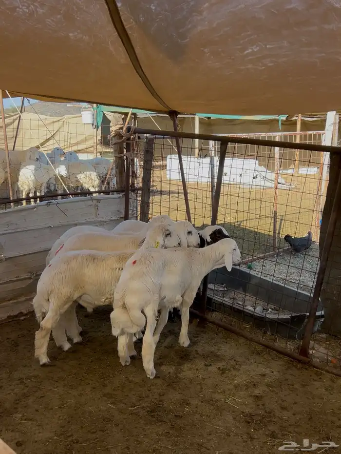 طليان حري ذبايح سعر جملة 4