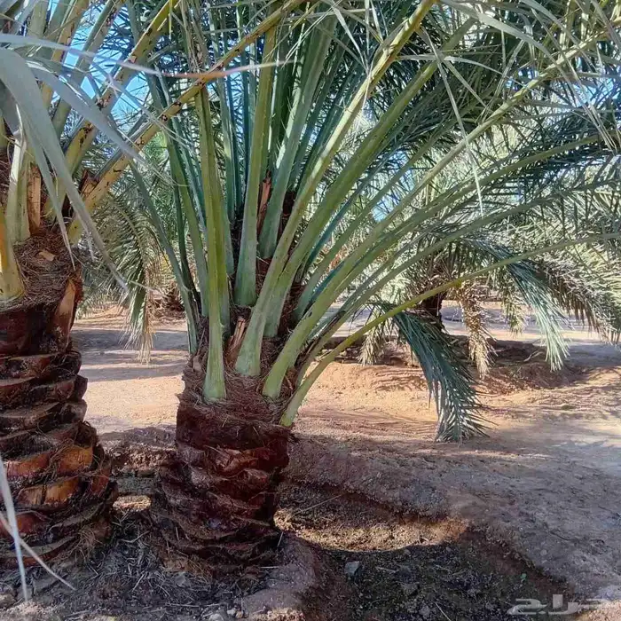 يوجد لدينا 200 حبه خلاص فاخر و100حبه شقرا 6