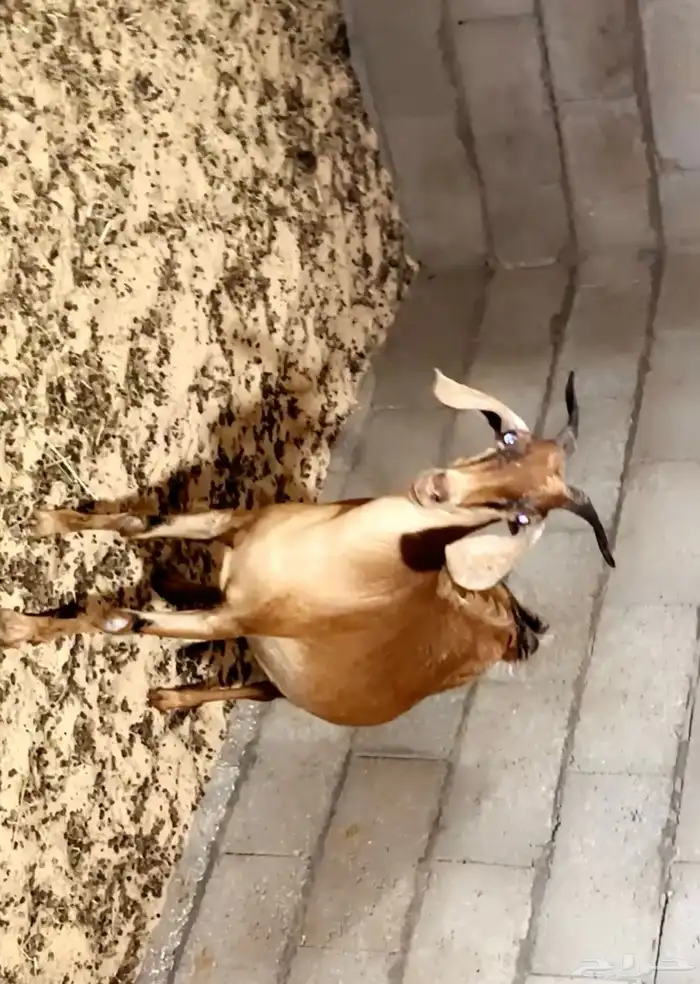 عنز دفيع قريبة ولاده 2