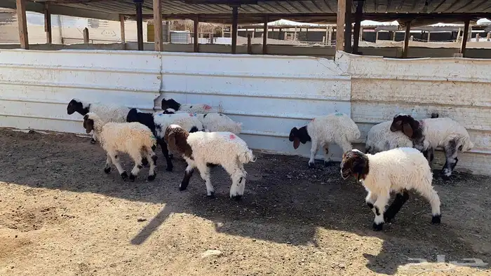 دواغير نعيم العدد 11 1