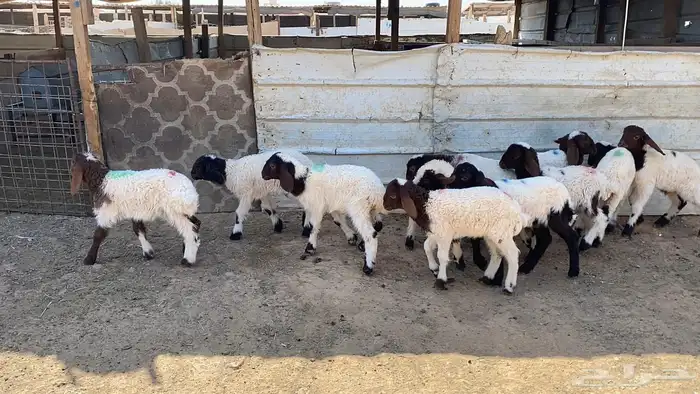 دواغير نعيم العدد 11 3