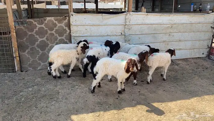 دواغير نعيم العدد 11 7