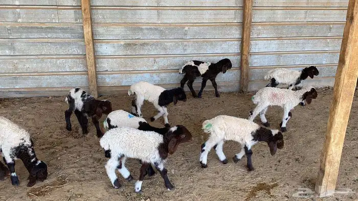 دواغير نعيم العدد 10 4