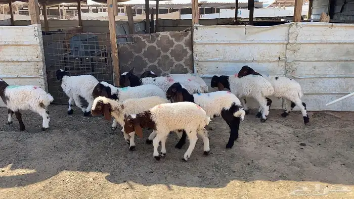 دواغير نعيم العدد 11 8