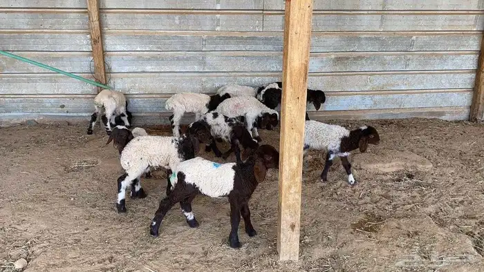 دواغير نعيم العدد 10 0