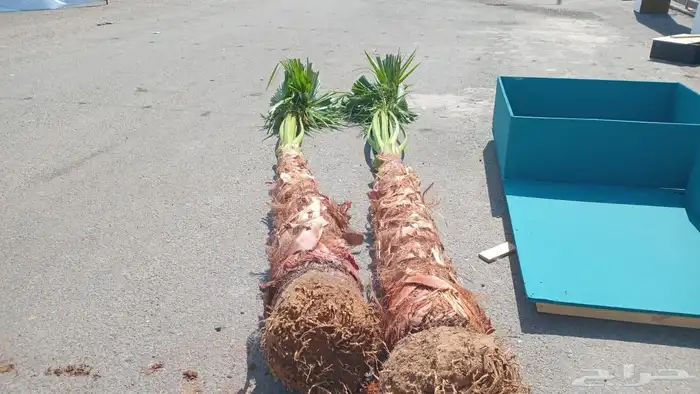 نخل للبيع وشطني وعربي مكه المكرمه جده اطايف 3