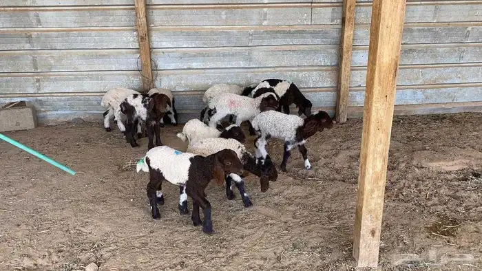 دواغير نعيم العدد 10 5