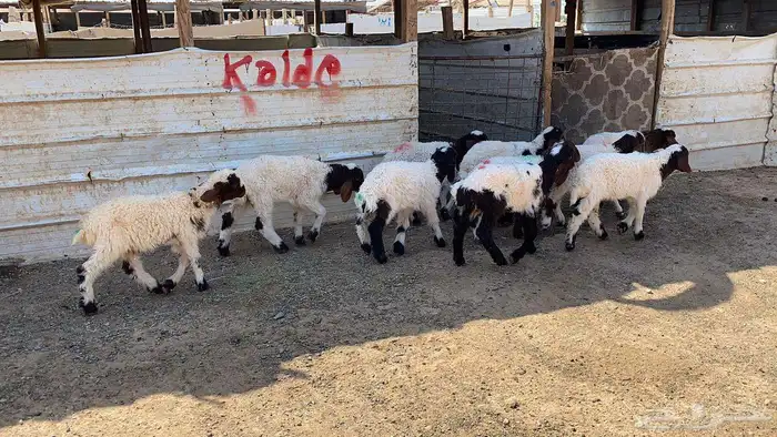 دواغير نعيم العدد 11 2