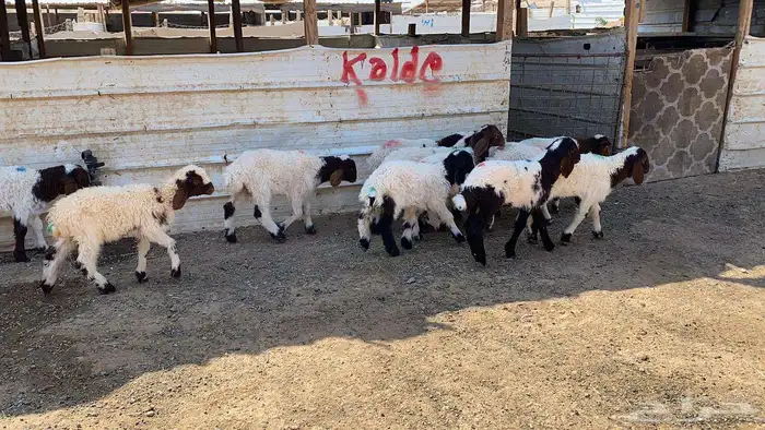 دواغير نعيم العدد 11 5