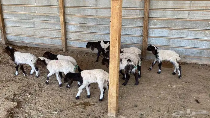 دواغير نعيم العدد 10 7