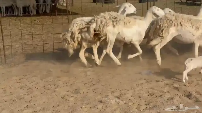 غنم حريات رخال دفيع 0