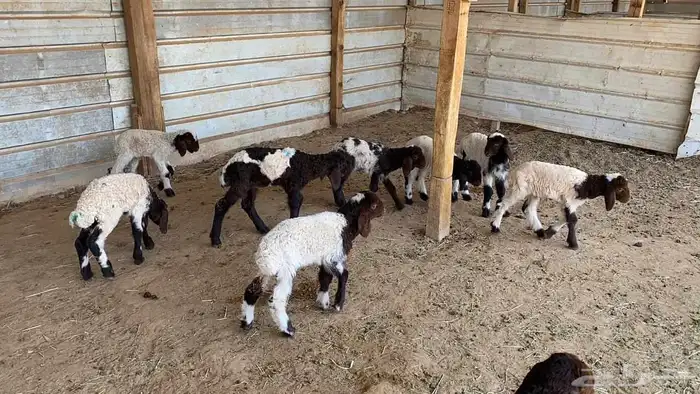 دواغير نعيم العدد 10 8