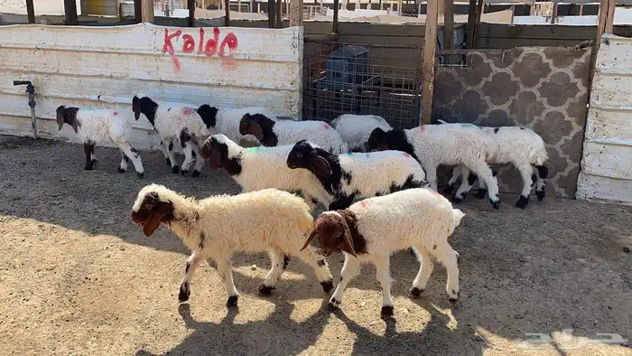 دواغير نعيم العدد 11 9