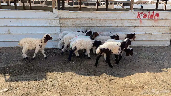 دواغير نعيم العدد 11 4