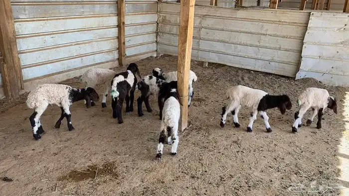 دواغير نعيم العدد 10 9