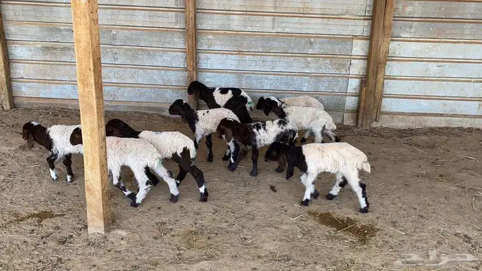 دواغير نعيم العدد 10 6