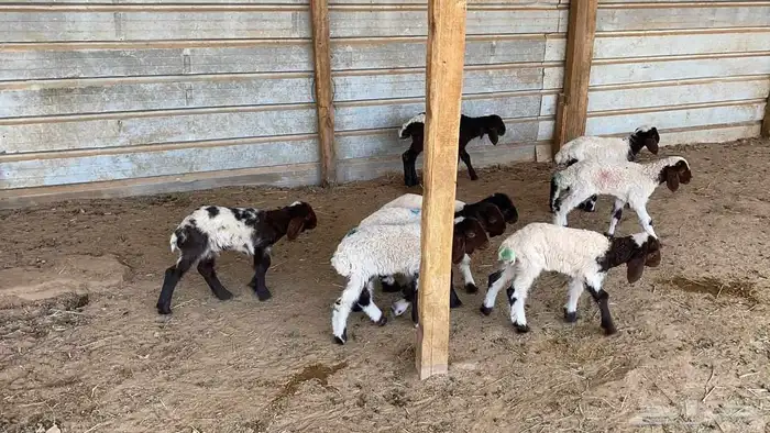 دواغير نعيم العدد 10 3