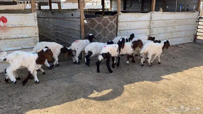 دواغير نعيم العدد 11 6