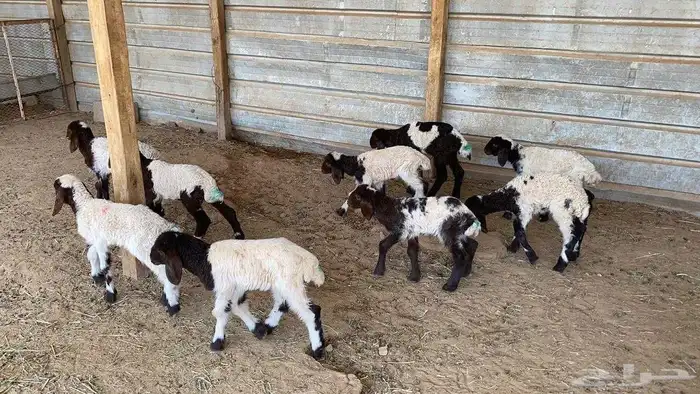 دواغير نعيم العدد 10 2