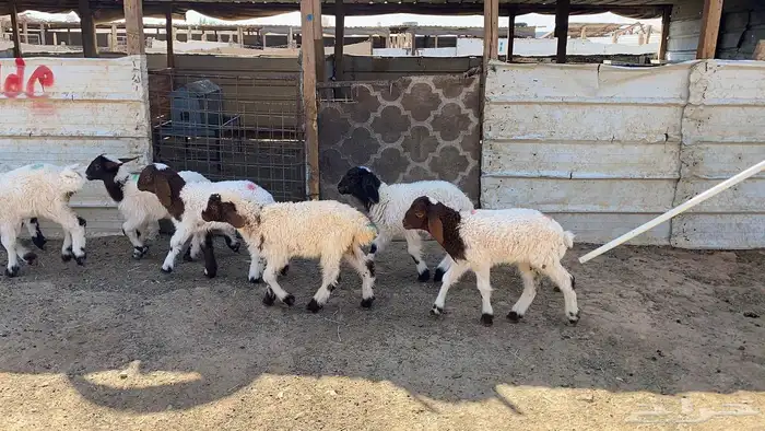 دواغير نعيم العدد 11 0