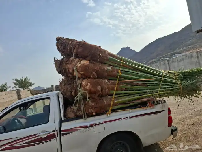 توريد جميع انواع النخيل 0