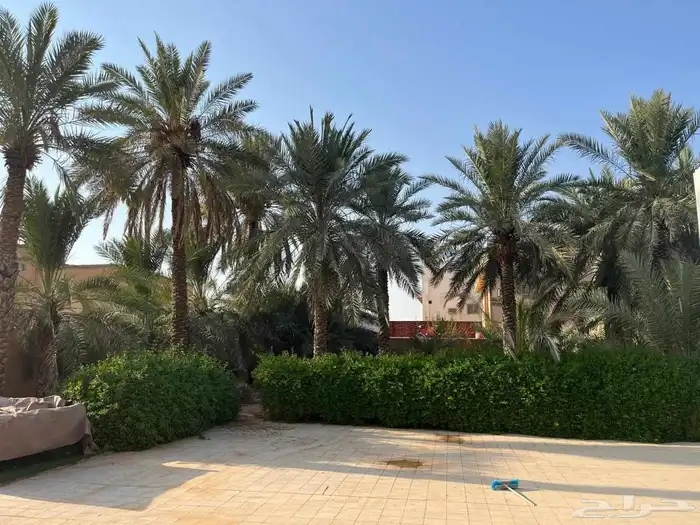 توريد جميع انواع النخيل 6