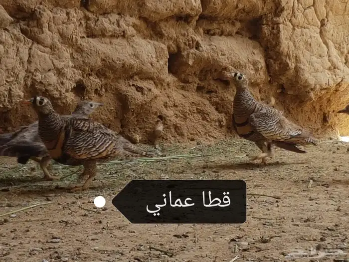 قطا حجازي عراقي عماني حجل شنير 0