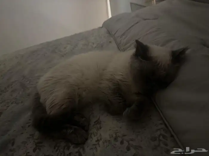 قطط سكوتش ستريت 0