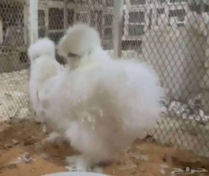 طقم قطني سلكي 0