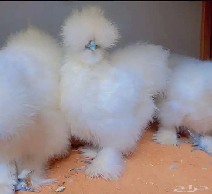 طقم قطني سلكي 4