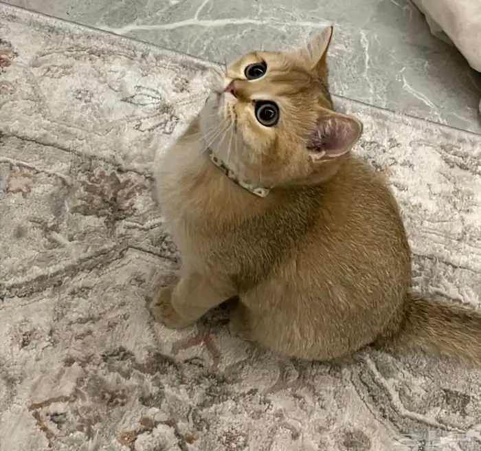 سكوتش ستريت بيور 1