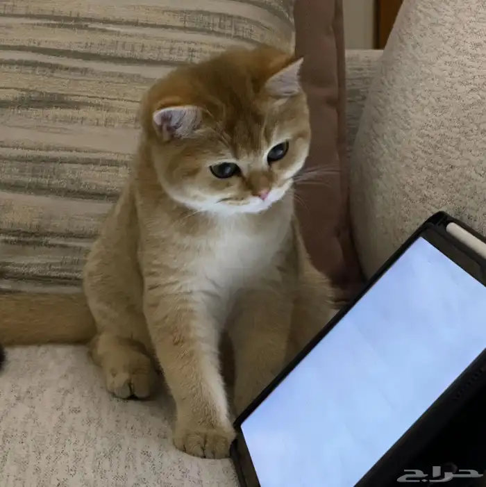 سكوتش ستريت بيور 0
