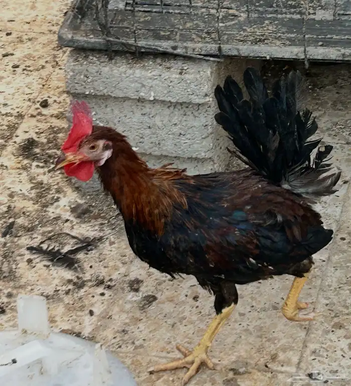 ديك عربي العمر سبع اشهور وامه عندي وانا مربيه وهو صوص صغير 15