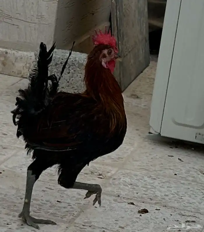 ديك عربي العمر سبع اشهور وامه عندي وانا مربيه وهو صوص صغير 11