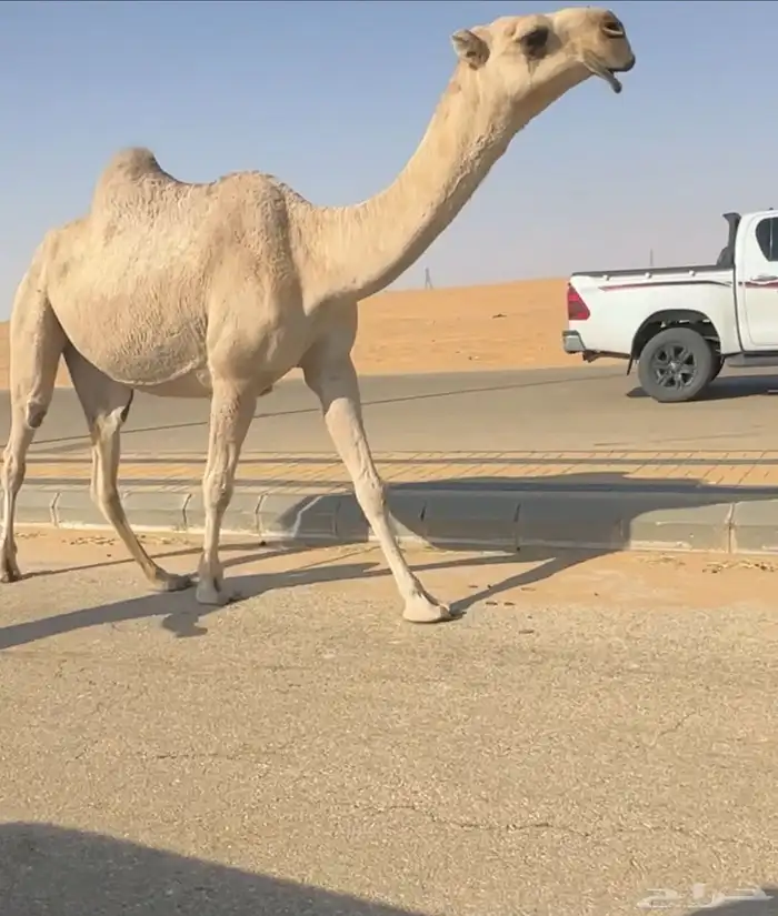 بكره شقحا حراقيه 0