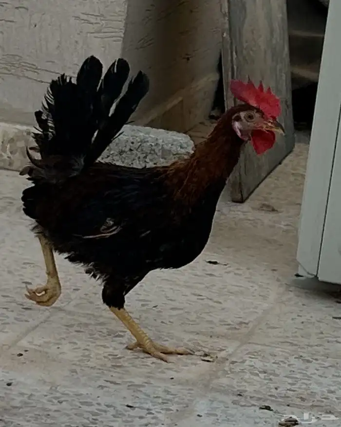 ديك عربي العمر سبع اشهور وامه عندي وانا مربيه وهو صوص صغير 10