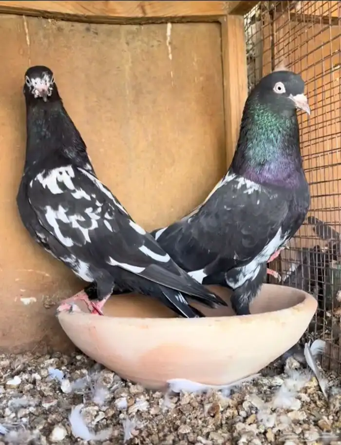 حمام بكستاني 1