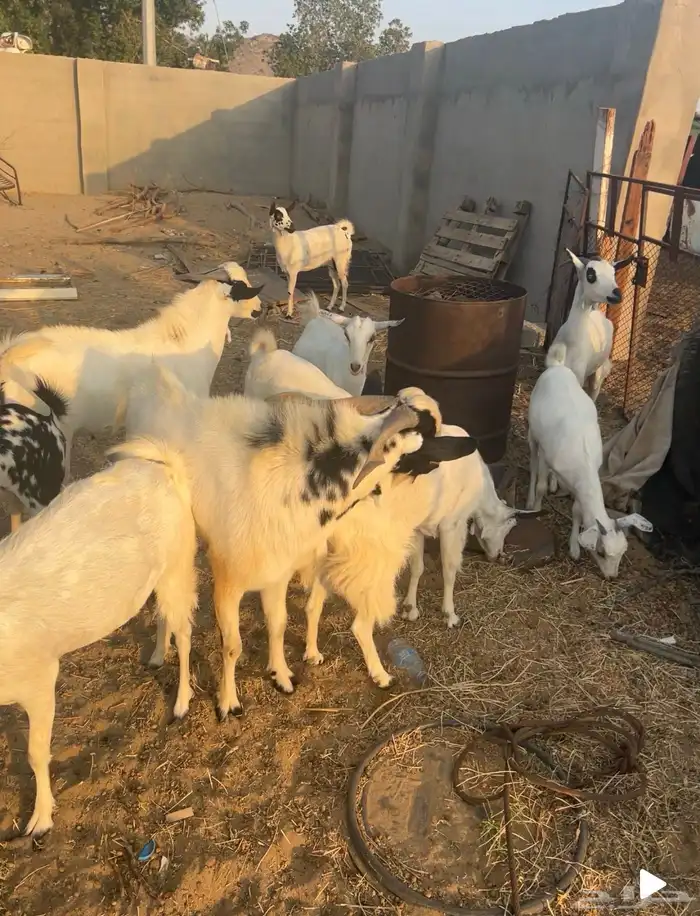 تيس فحل ثني للبيع 2