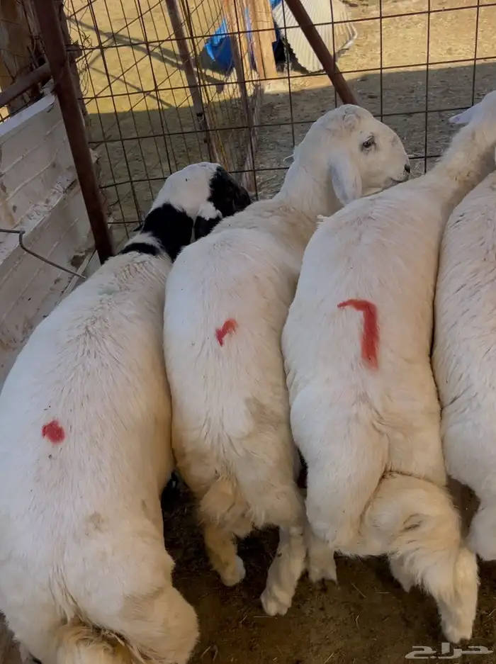 طليان حري ذبايح سعر جملة 0