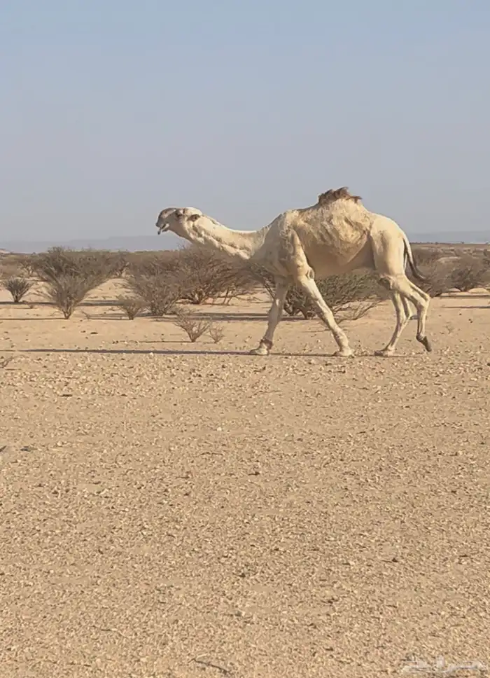 بعير كحيلاني طيب 0