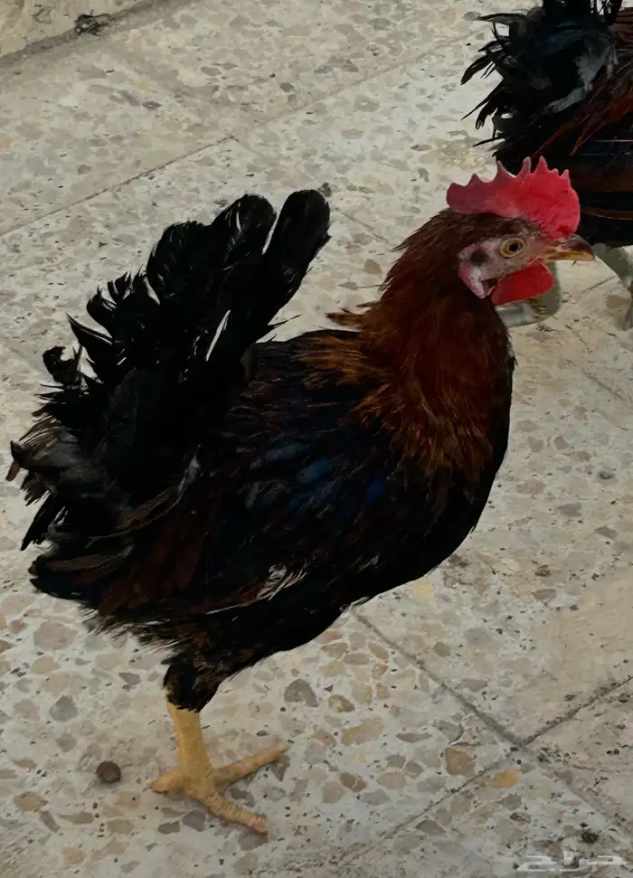 ديك عربي العمر سبع اشهور وامه عندي وانا مربيه وهو صوص صغير 7