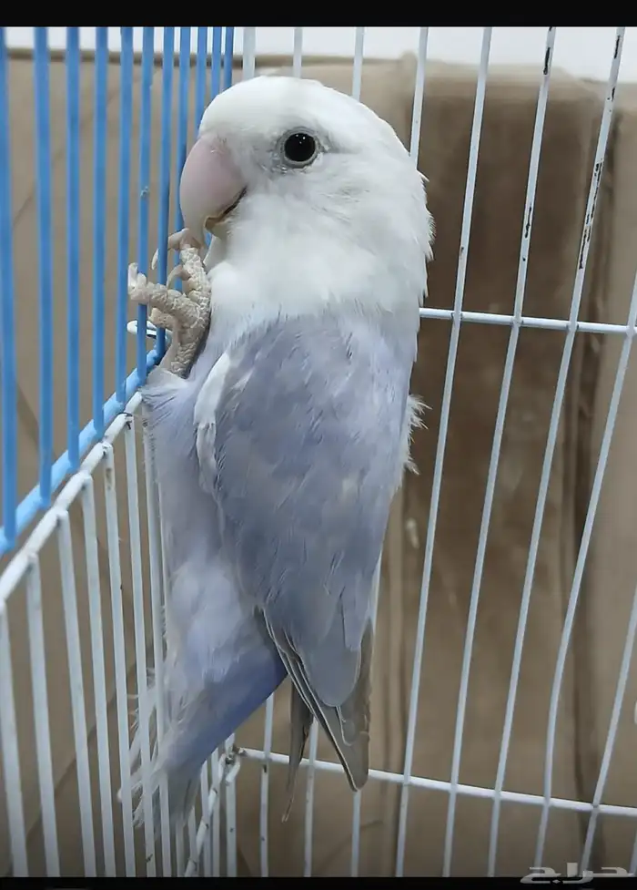 طقطق روز ذكر 0