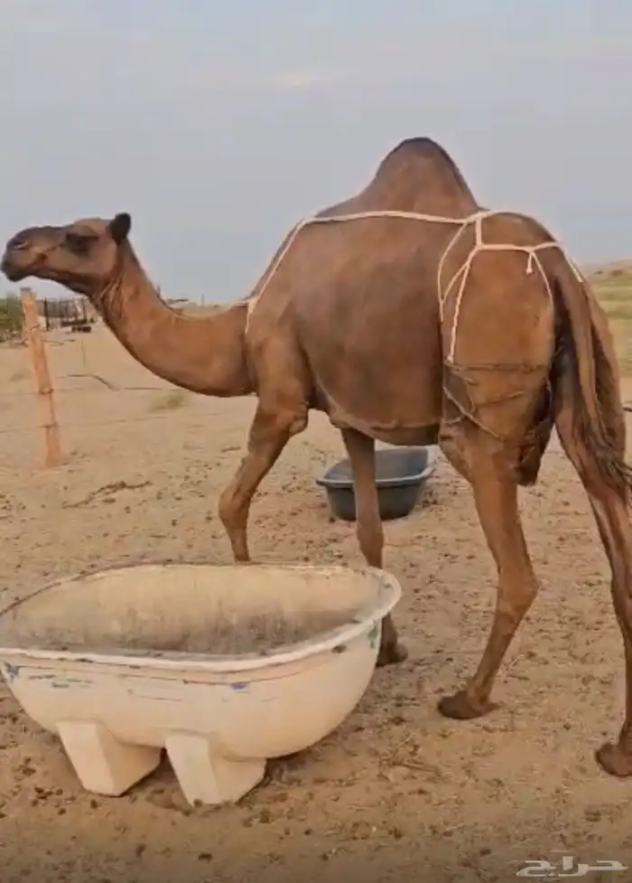 خلفه ساحليه معها قعود 0