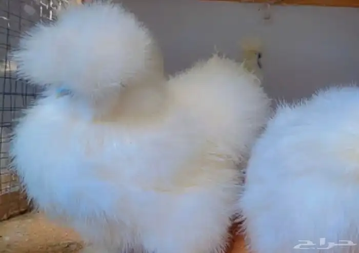 طقم قطني سلكي 3