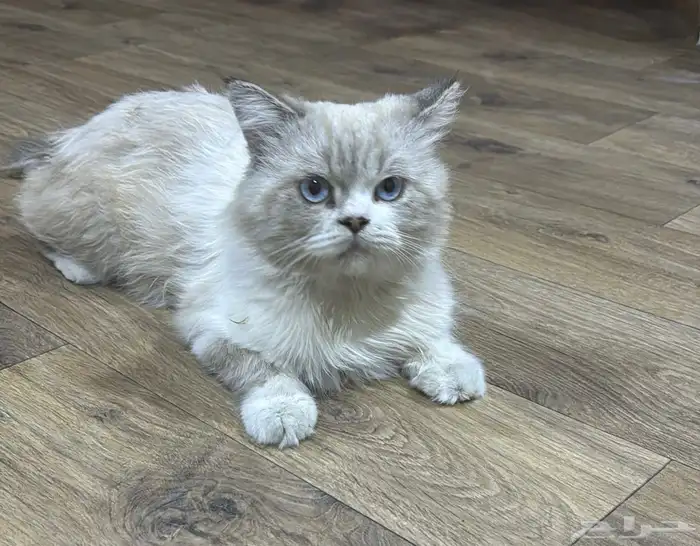 قطه ضائعه بالجبيل 2