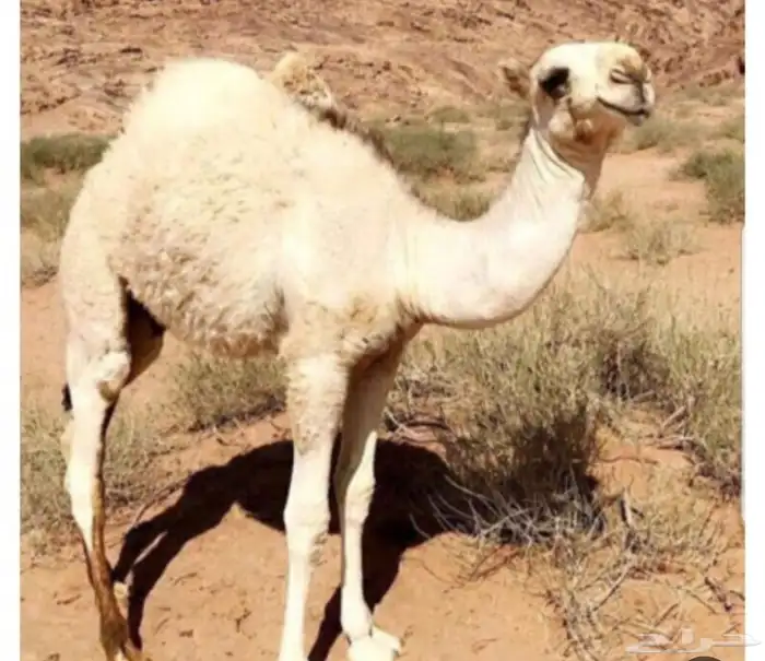 قعدان للبيع - حاشي بلدي - حاشي لباني - قعدان مناسبات 0